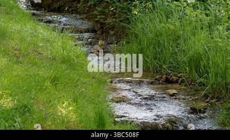 Eine ruhige Naturlandschaft mit einem fließenden Creek und einer lebhaften grünen Vegetation Stockfoto