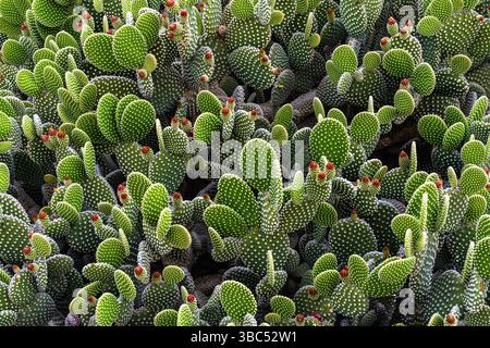 Opuntia Microdasys Kaktus in Nahaufnahme mit seinen Fuzzy Yellow Glochids auf ovalen grünen Pads. Erfasst in natürlicher Wüstenumgebung, ideal für Themen Stockfoto