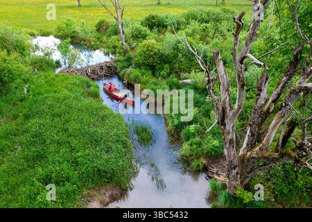 Ein Paar paddelt auf einem Kanu und hält am spektakulären Biberdamm an einem kleinen Bach in der Nähe des Flusses krka in dolenjska, dolenjske toplice, slowenien Stockfoto