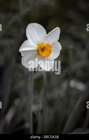 Nahaufnahme einer weißen Narzissen mit orangefarbener Mitte, sanft beleuchtet und von einem gedämpften, natürlichen Hintergrund umgeben. Ideal für Designs mit Platz für Text Stockfoto