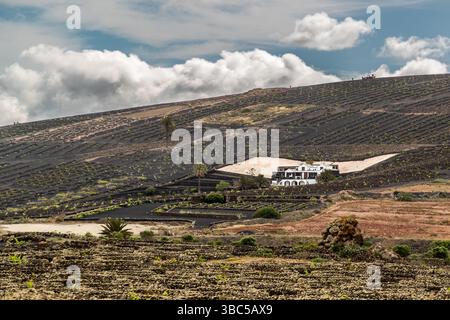 Weinberge auf einem Hügel auf Lanzarote mit einem weißen Haus. Weiße Flächen fangen die geringen Niederschläge für die Sammlung in Zisternen auf. Camino la Magdalena, Conil, Canarias, Spanien Stockfoto