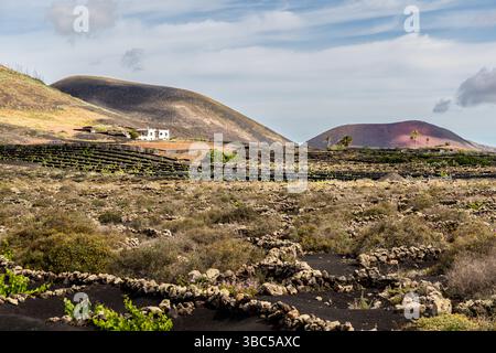 Weinanbau an den Vulkanhängen in der Nähe von Las Palmas, Lanzarote, an der Carretera Conil Masdache. Die Terrassenfelder aus Steinmauern beherbergen Reben, die auf dem dunklen, vulkanischen Boden wachsen. Die Landschaft zeigt die Anpassung an die besondere Geologie der Region. Carretera Conil Masdache, Las Palmas, Canarias, Spanien Stockfoto