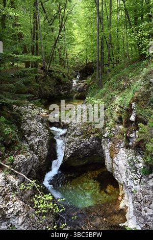 Kleiner Bach im Wald in der Mostnica-Schlucht, Voje-Tal, in der Nähe von Stara Fužina, Triglav-Nationalpark, Julischen Alpen, Slowenien, in vertikaler Form Stockfoto