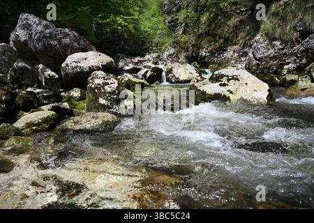 Fluss Savica in der Nähe des Wasserfalls Savica, in der Nähe des Bohinj-Sees, des Nationalparks Triglav, der Julischen Alpen, Slowenien Stockfoto