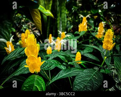 Christchurch Botanic Garden, Region Canterbury, Neuseeland Aotearoa Stockfoto