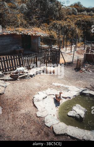 Ländliche Tierhaltung mit einem kleinen Teich und Steinrand, einer Gans am Wasser, einem Schaf, das in der Nähe eines rustikalen Holzschuppen und Zäunen isst. Stockfoto