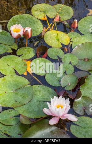 Rosa Seerosen oder Lotusblüten blühen im dunklen Teich nahe Bozouls in Aveyron, vertikal Stockfoto