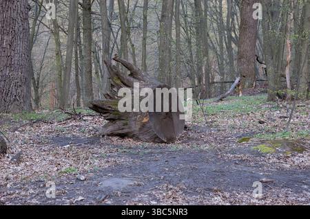 Ein alter entwurzelter Stumpf liegt im Wald Stockfoto