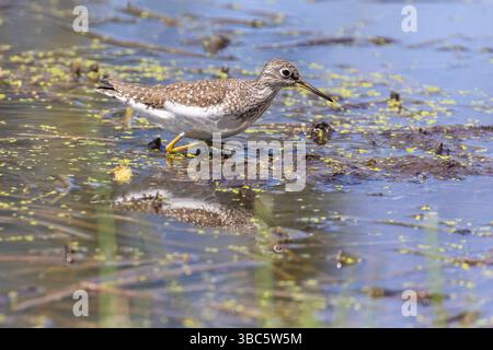 Einsame sandpiper (Tringa solitaria) im Frühjahr Stockfoto