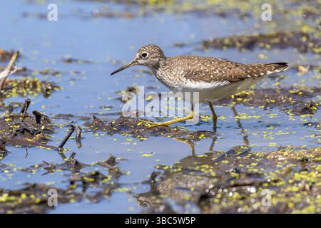 Einsame sandpiper (Tringa solitaria) im Frühjahr Stockfoto