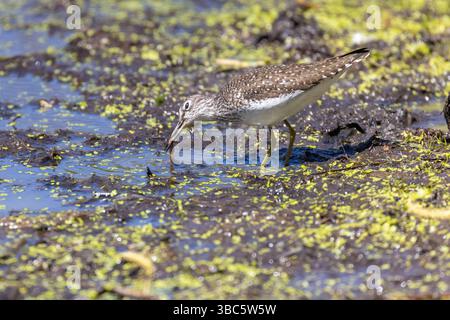Einsame sandpiper (Tringa solitaria) im Frühjahr Stockfoto