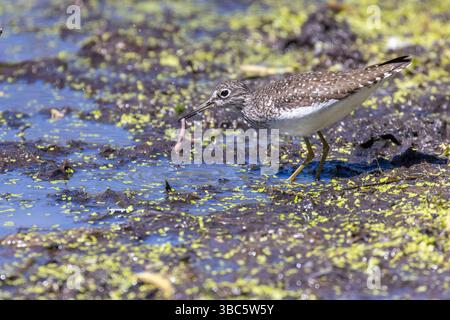 Einsame sandpiper (Tringa solitaria) im Frühjahr Stockfoto