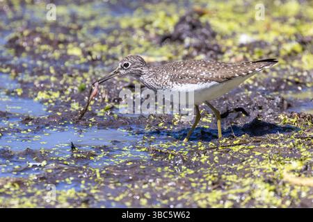 Einsame sandpiper (Tringa solitaria) im Frühjahr Stockfoto