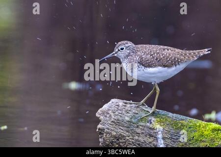 Einsame sandpiper (Tringa solitaria) im Frühjahr Stockfoto
