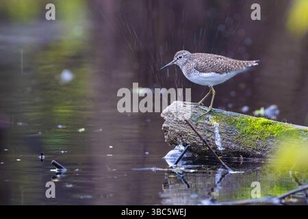 Einsame sandpiper (Tringa solitaria) im Frühjahr Stockfoto