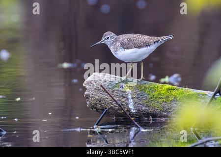 Einsame sandpiper (Tringa solitaria) im Frühjahr Stockfoto