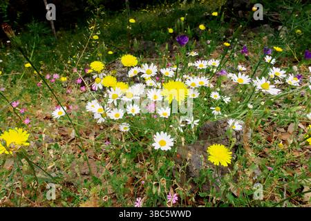 Gänseblümchen und Löwenzahn blühen im Prato Fiorito (Blumenwiese) im Ätna Park, Sizilien, Italien Stockfoto