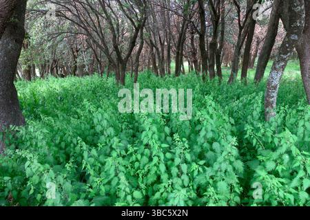 Üppige Vegetation im Wald von Prato Fiorito (Blumenwiese), Ätna Park, Sizilien, Italien Stockfoto