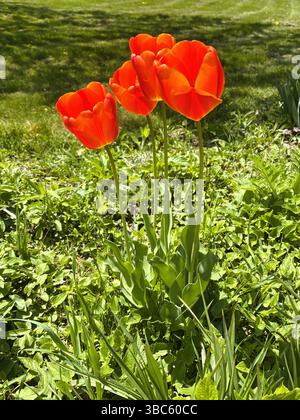 Vier orangefarbene und gelbe Tulpen, von oben betrachtet, tauchen in der warmen Frühlingssonne vor einem Garten mit grüner Vegetation auf. Stockfoto