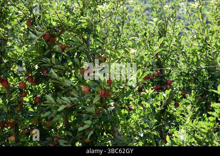 Detailaufnahme eines Apfelbaumbaums voller roter Äpfel in Italien Stockfoto