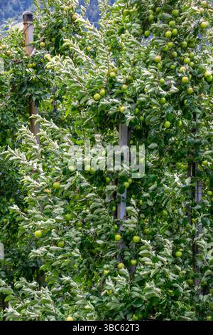Detailaufnahme eines Apfelbaumbaums voller grüner Äpfel in Italien Stockfoto