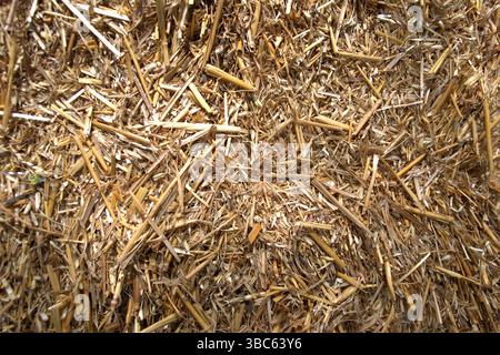 Eine Nahaufnahme des trockenen Stroms zeigt eine strukturierte Mischung aus Gold-, Braun- und Beigetönen. Natürliches Material, das in der Landwirtschaft häufig als Tierbett verwendet wird. Stockfoto