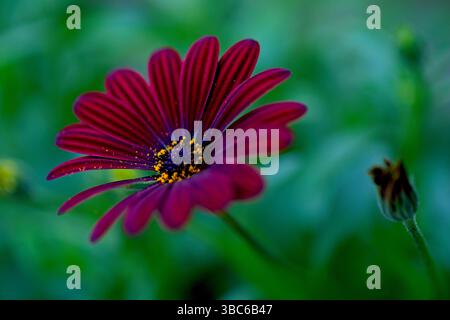 Cape Marguerite oder Dimorphotheca Ecklonis Stockfoto