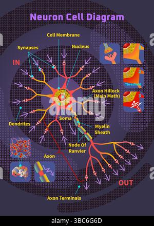 Detailliertes neurowissenschaftliches Bildungs-Diagramm von Neuronzellen mit Axonhügel-Dendritenstruktur und biologischem Konzept Stock Vektor