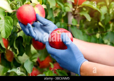 Ernte auf Öko-Farm, Bio-Früchte zum Verkauf und modernes Geschäft mit Pflanzen Stockfoto