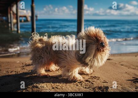 Nasser Shih-Tzu-Hund schüttelt am Strand ab Stockfoto