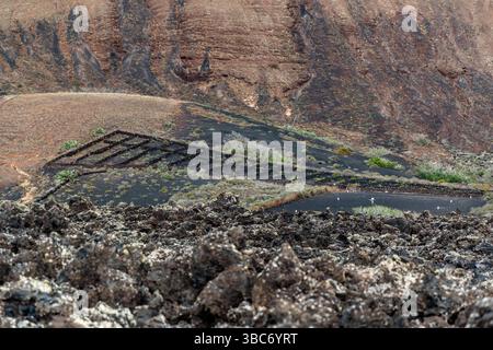 Terrassen-Weinberge auf vulkanischem Gelände auf Lanzarote, Mancha Blanca, Kanarischen Inseln, Spanien Stockfoto