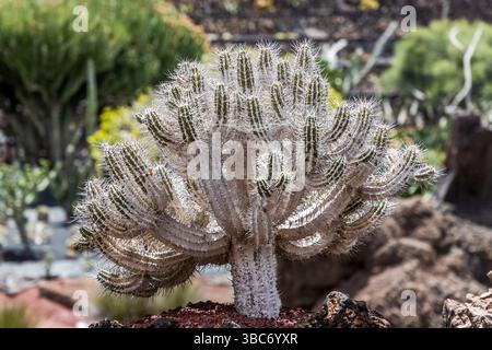 Der Kaktusgarten El Jardín de Cactus auf Lanzarote beherbergt rund 4.500 Kaktusarten aus fünf Kontinenten. Es wurde von César Manrique entworfen und ist auf einer ehemaligen Deponie als Terrassenamphitheater mit Lavasteinmauern angelegt. Vía Sin Nombre, Guatiza, Kanarische Inseln, Spanien Stockfoto