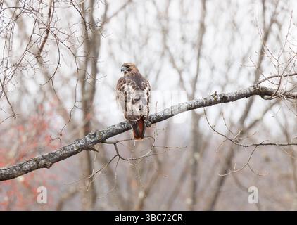 Rotschwanzfalke, der im Herbst oder Winter auf einem blattlosen Baum thront, mit dem Kopf nach hinten zur Kamera gerichtet Stockfoto