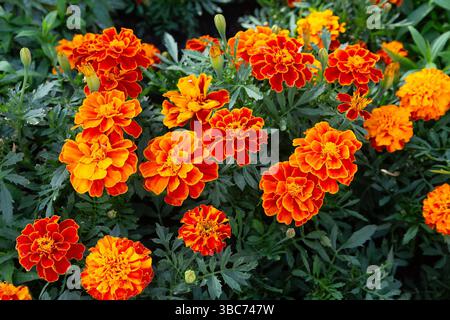 Orangefarbene Ringelblumen auf dem Rasen. Blumen Stockfoto