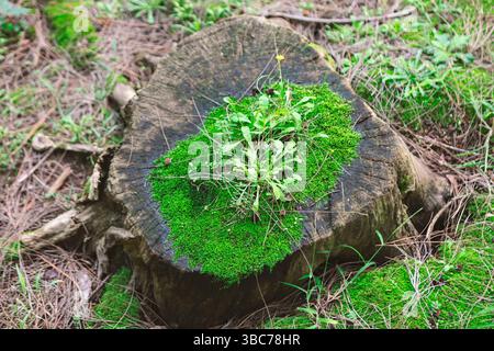 Verwitterter Baumstumpf, bedeckt mit einem lebhaften Teppich aus Moos und kleinen Wildblumen. Grünes Moos und wilde Blumen sprießen aus dem verfaulenden Holz eines Baumes Stockfoto