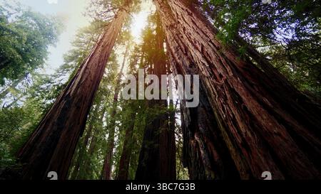 Sonnenstrahlen, die durch majestätische Mammutbäume im Redwood National Park, Kalifornien, strahlen, schaffen eine magische Atmosphäre Stockfoto