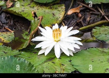 Weißwasserlilie in der Nähe von Mareeba, Atherton Tablelands, Far North Queensland, FNQ, Australien Stockfoto