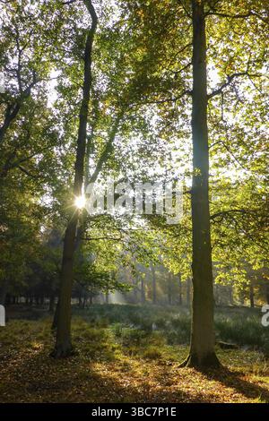 Hinterleuchtung im Wald mit Sonnenstrahlen zwischen Bäumen im Herbst, Herbstlaub auf dem Waldboden, Deutschland, Europa Stockfoto