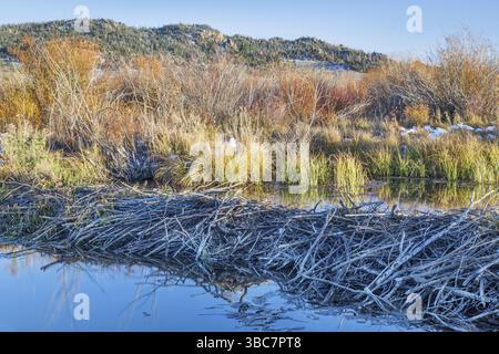 Beaver Damm am North Platte River oberhalb des Northgate Canyon in der Nähe von Cowdrey, Colorado, in einer herbstlichen Landschaft Stockfoto