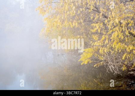 Nebel über dem See am Novembermorgen entlang des Poudre River Trail in Colorado Stockfoto