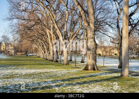 Allee alter amerikanischer Ulmen in der Landschaft des späten Herbstes - historisches Oval des Campus der Colorado State University - Wahrzeichen von Fort Collins Stockfoto