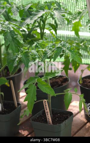 Tomatenpflanzen in Töpfen (Solanum lycopersicum) - Erbstück Beefsteak Tomatensämlinge wachsen in einem Gewächshaus. Stockfoto
