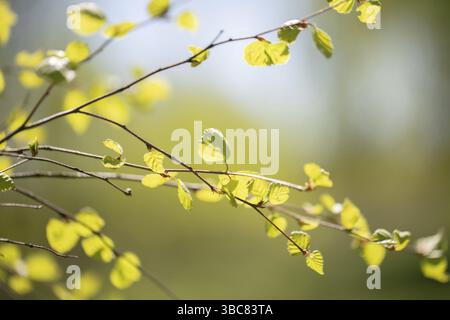 Zarte Frühlingsbirkenblätter auf grünem Hintergrund Stockfoto