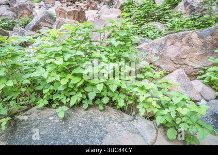 Gifteifeu (Toxicodendron radicans), der am Boden der Sandsteinschlucht in der Gegend von Moab, Utah, wächst Stockfoto