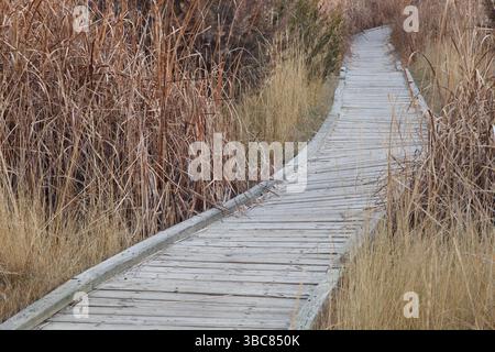 Gewundener Naturlehrpfad - Holzsteg durch Feuchtgebiete, herbstliche Landschaft Stockfoto