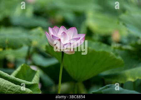 Lotus Bloom Beauty Stockfoto