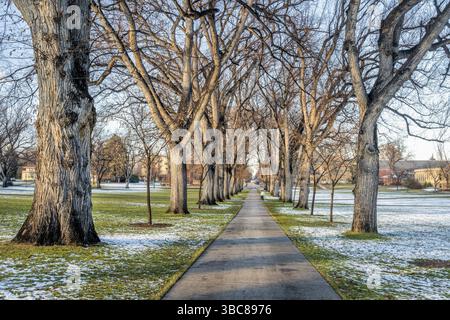 Allee alter amerikanischer Ulmen in der Landschaft des späten Herbstes - historisches Oval des Campus der Colorado State University - Wahrzeichen von Fort Collins Stockfoto