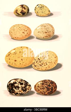 Oben: Gewöhnliche Wachtel (Coturnix coturnix hier als Coturnix communis); Zeile 2: Pallas-Sandhühner auch Sandhühner (Syrrhaptes paradoxus); Rotbeinhühner (Alectoris rufa hier als Caccabis rufa); Zeile 3: Tetrao oder Auerhühner (Tetrao urogallus); Schwarzhühner (Lyrurus tetrix hier als Tetrao tetrix hier als Tetrao tetrix); Lagmutopticus (Lagoptica); wenn sie als Fels (Lagopticus); Being a Handbook to the Oology of the British Islands von Dixon, Charles, 1858-1926, Veröffentlichungsdatum 1894 Stockfoto