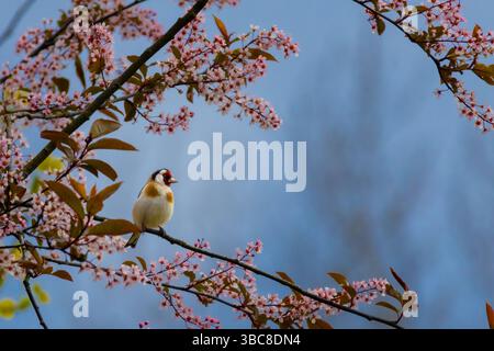 Europäischer Goldfinch, carduelis carduelis, auf einem blühenden Zweig Stockfoto