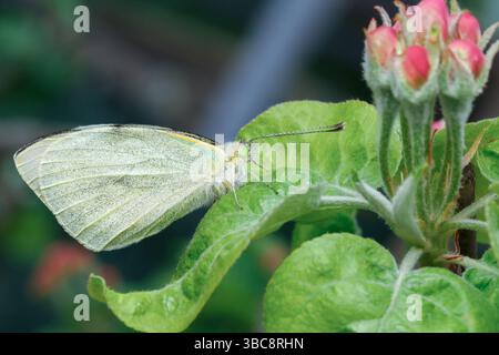 Ein heller Schmetterling mit smaragdgrünen Augen sitzt auf einem grünen Blatt vor rosa Knospen Stockfoto